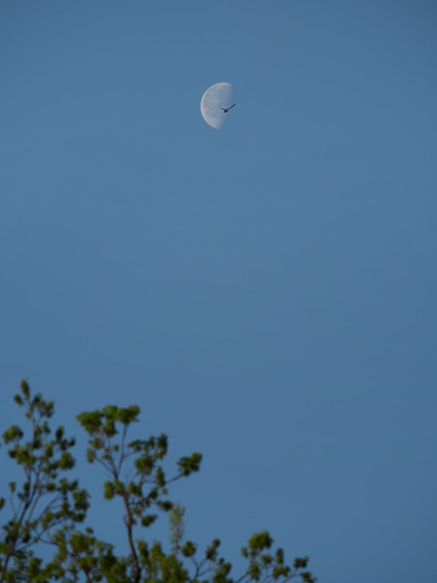 Morning moon (and avian astronaut)