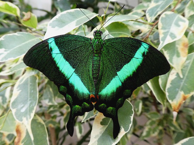 Papilio palinurus - Machaon émeraude, Bande de Néon (FR) - Emerald Swallowtail, Emerald or Green-banded Peacock (UK) - Smaragdgrüner Schwalbenschwanz (DE) - Viherritari (FI) - 小天使翠鳳蝶 (ZH)