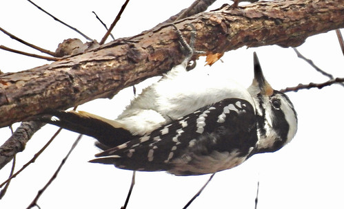 Hairy Woodpecker - Irondequoit Bay Park West - © Candace Giles - Apr 16, 2022