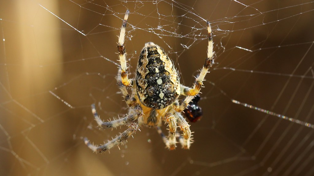 Garden Cross Spider - Araneus diadematus 220821 (2)