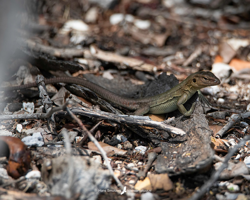 Bonairiaanse renhagedis - Bonaire Island Whiptail Lizard (Cnemidophorus ruthveni)-250_0739