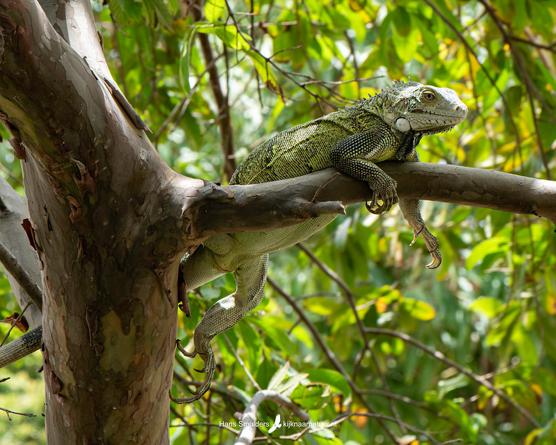 Groene leguaan - Green Iguana (Iguana iguana)-250_0846