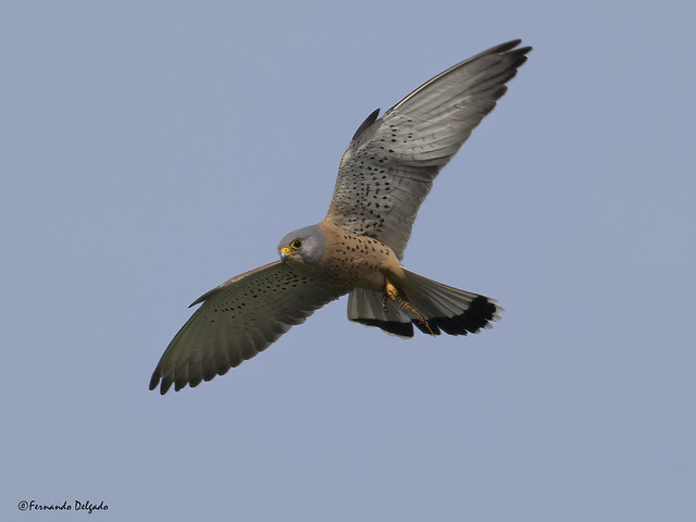 Peneireiro-das-torres (Falco naumanni) | Lesser Kestrel