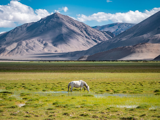 Himalayan Horse grazing in Ladakh