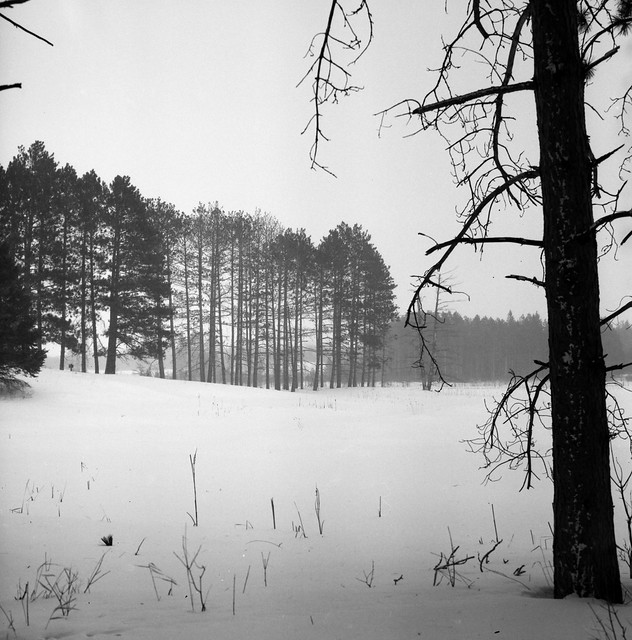 Pine trees in snow storm
