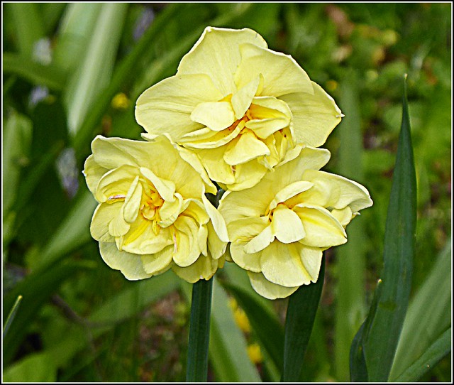 Three Flowerheads of Daffodils ..