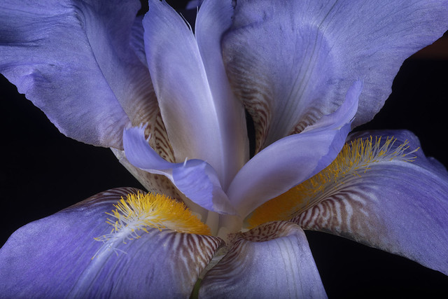 Purple Iris 1816