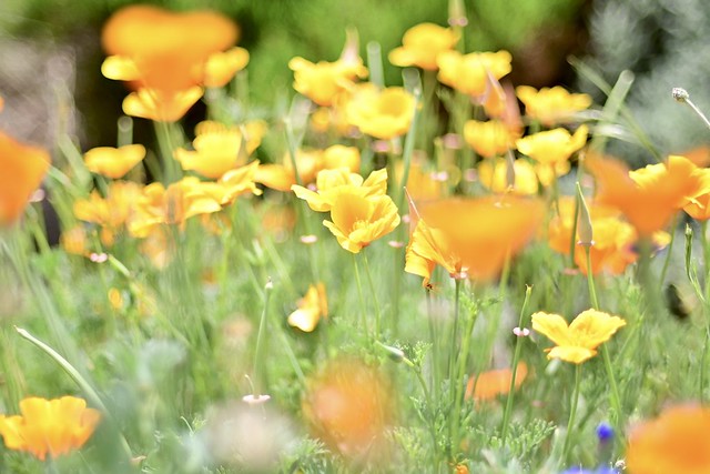 Golden poppies and such