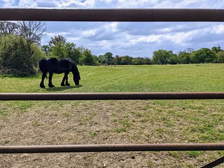 Horse through the gate 