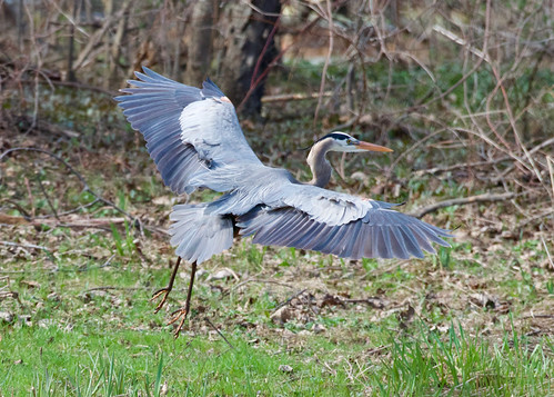 Great Blue Heron - Hamlin - © Alan Bloom - Apr 17, 2022