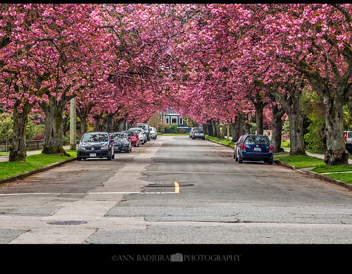 vancouver bc britishcolumbia canada explorebc newwestminster ctvphotos vancouvercherryblossomfestival blossoms miss604 vancitybuzz vancity 604now trees street cars georgiastraight colourfulvancouver insidevancouver spring iamcanadian 24hrvancouver photonewsgallery annbadjura annbadjuraphotography photography scenery landscape springtime ourcanada newwest royalcity flowers pacificnorthwest pacificnw pnw canadianbeauty house depth