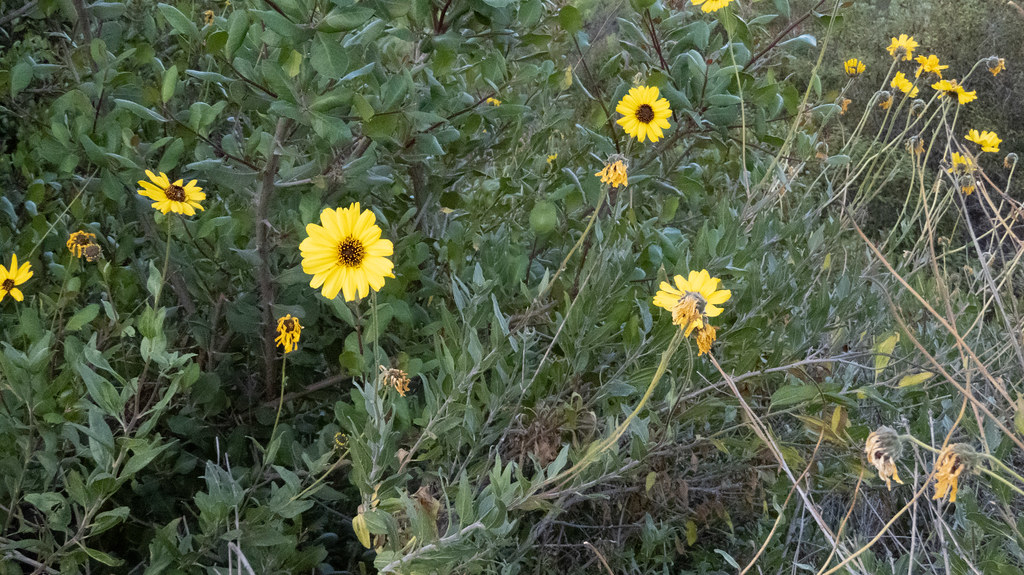 California Sunflower (Encelia californica, Asteraceae)