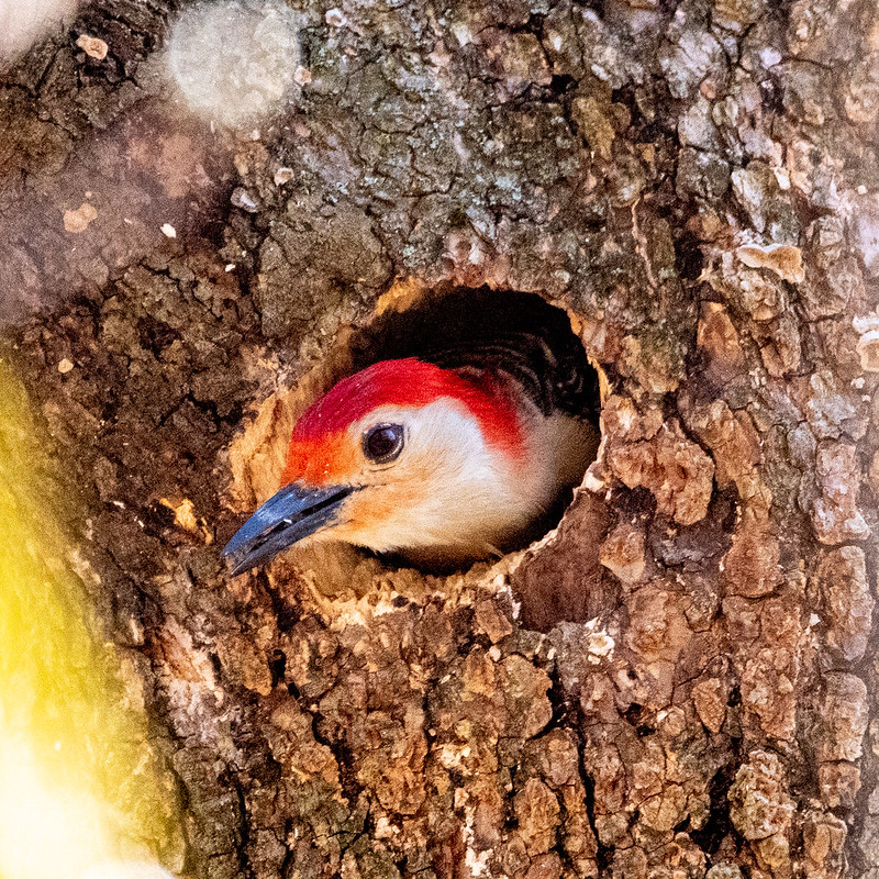 red-bellied-woodpecker-male-0557