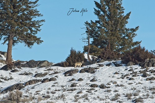 Wolves | by joshuaablez