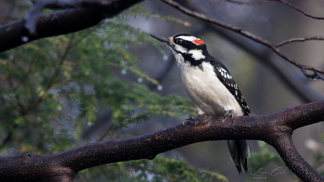 Hairy Woodpecker / Pic Chevelu ( M )