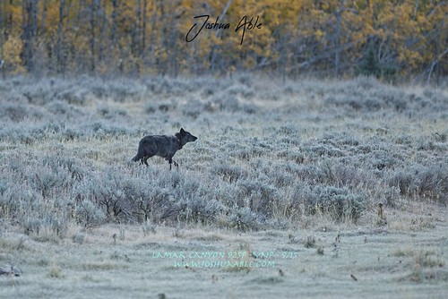 Wolves | by joshuaablez
