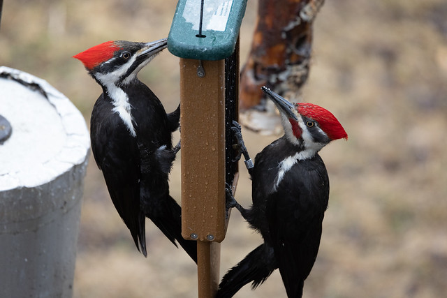 Pair of Pileated Woodpeckers at feeder