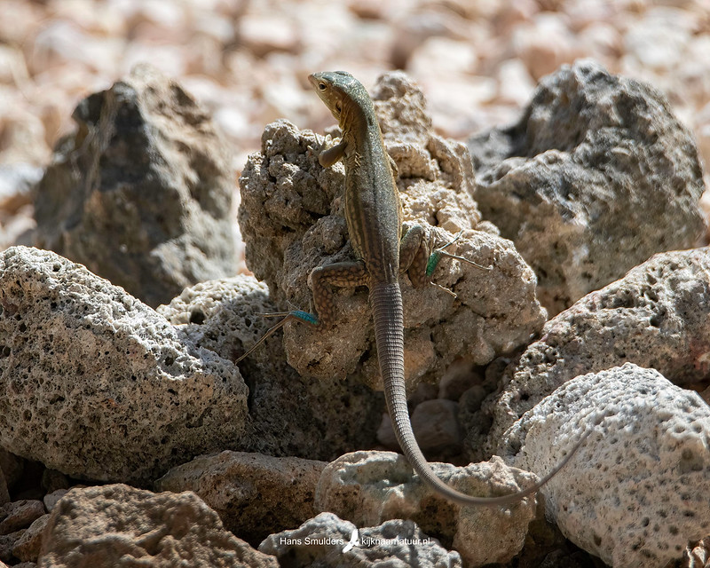 Bonairiaanse renhagedis - Bonaire Island Whiptail Lizard (Cnemidophorus ruthveni)-250_1100