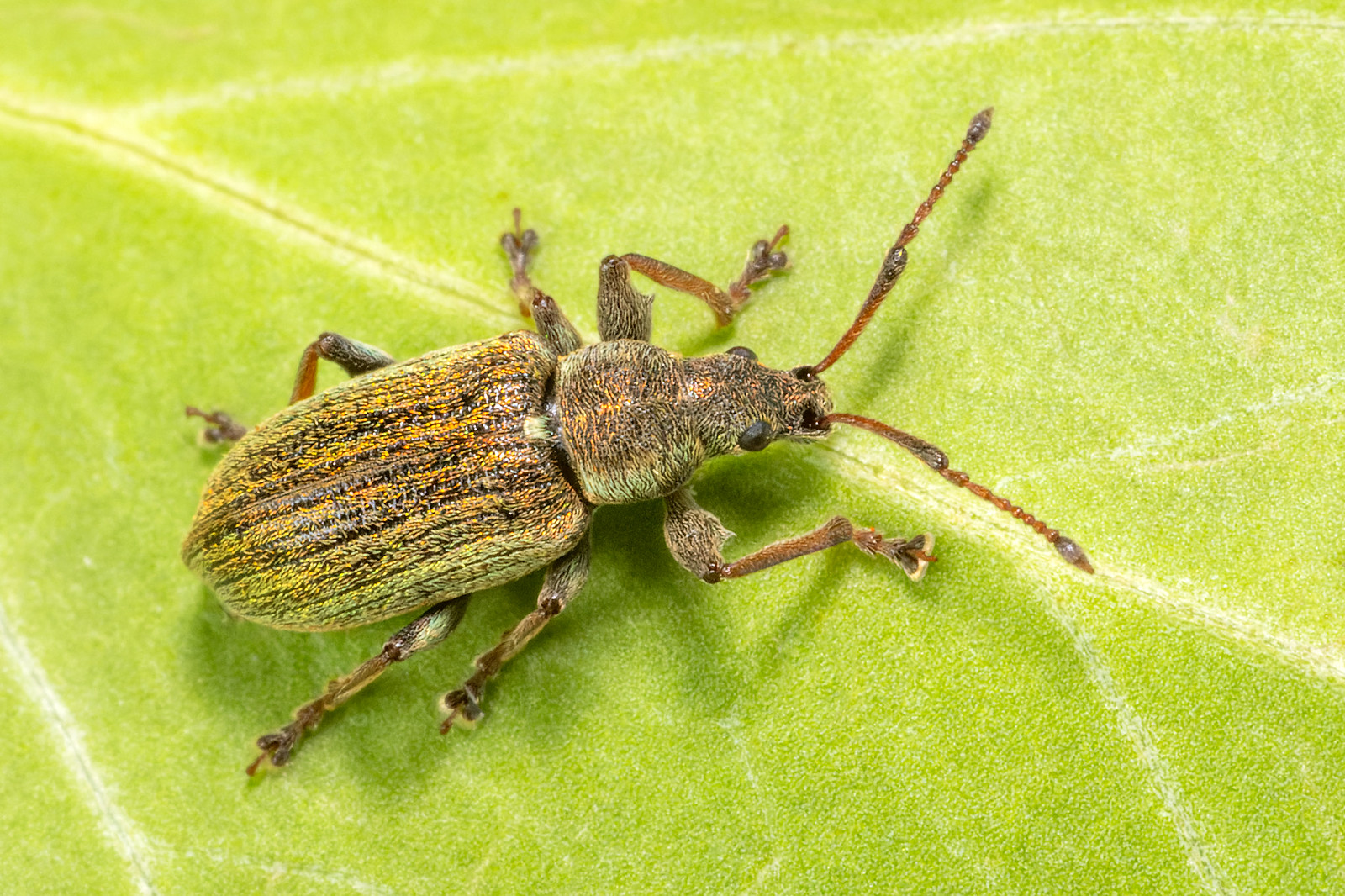 Phyllobius pyri - Common Leaf Beetle [A]