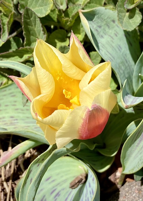 Lovely Tulip
