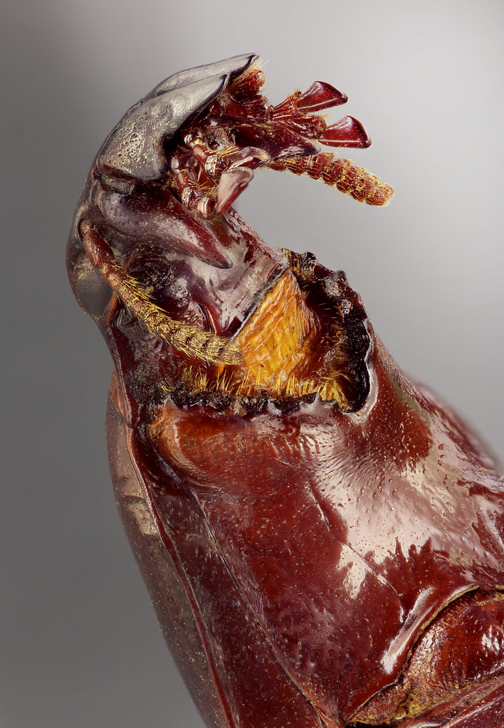 Hypocephalus armatus_portrait | Coleo-Macro Trombinoscope | Flickr