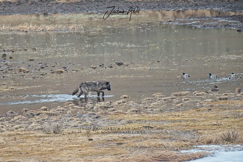 Wolves | by joshuaablez