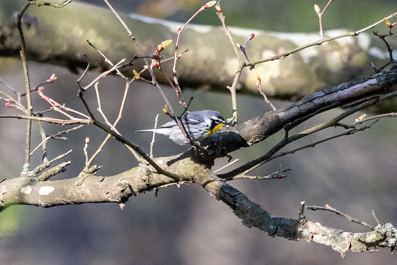 yellow-throated-warbler-0443