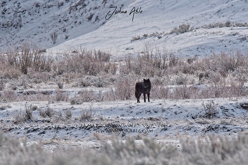 Wolves | by joshuaablez