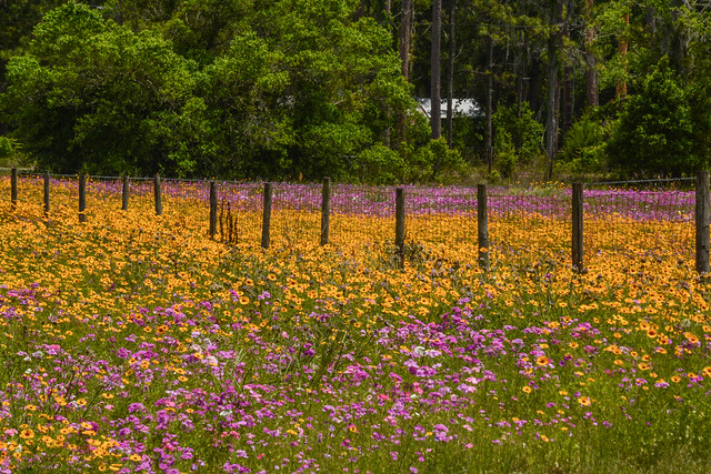Wild Flowers Along the Fence Line