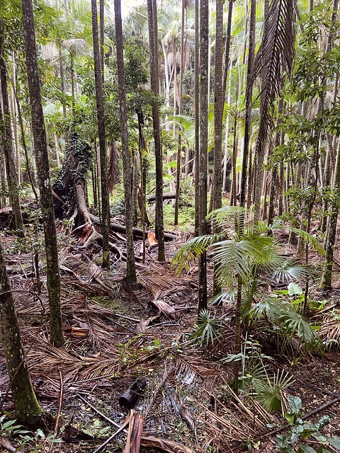 Port Macquarie rainforest walk