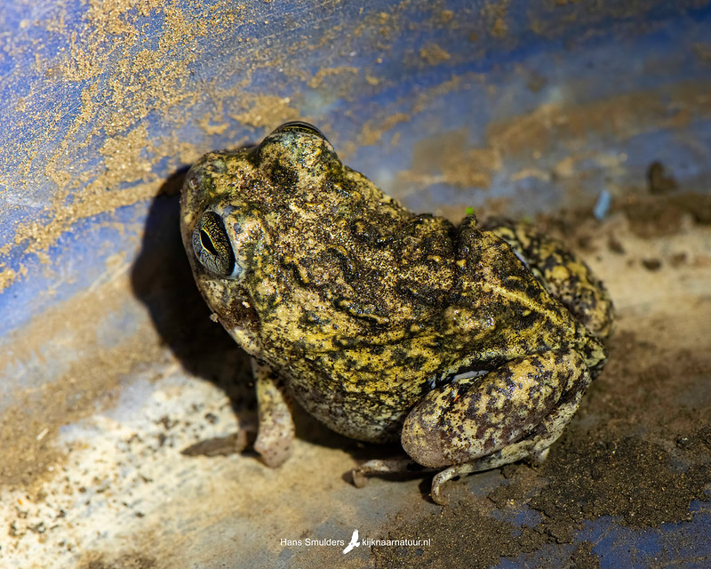 Roodbilkikker-Colombian Four-eyed Frog (Pleurodema brachyops)-250_0851