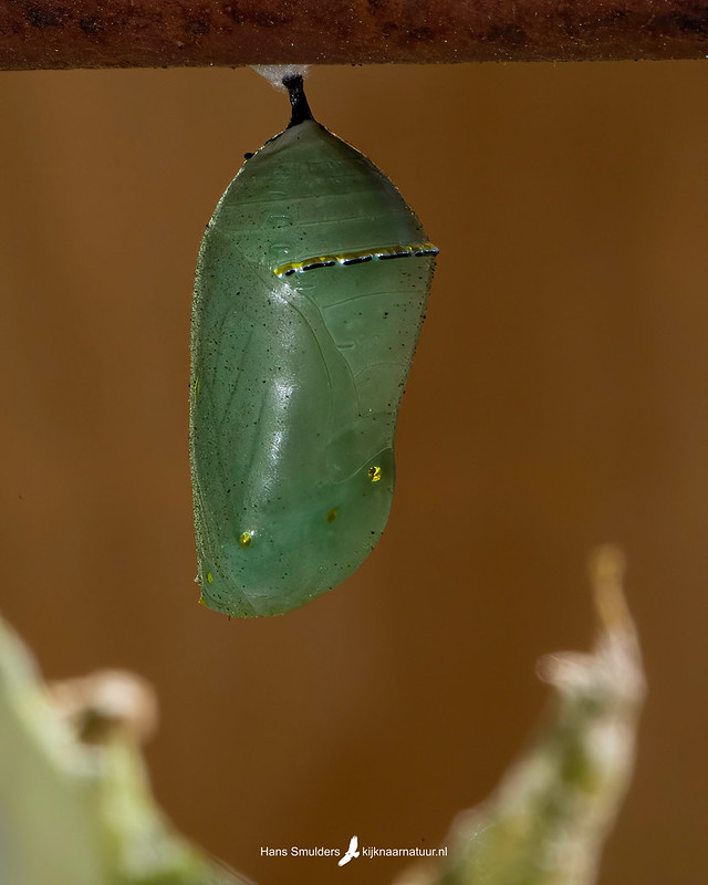 Monarchvlinder (Danaus plexippus), waardplant-Zijdeplant (Asclepias syriaca)-250_1147