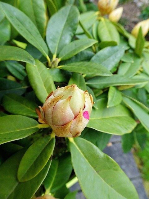 Bouton de rhododendron......