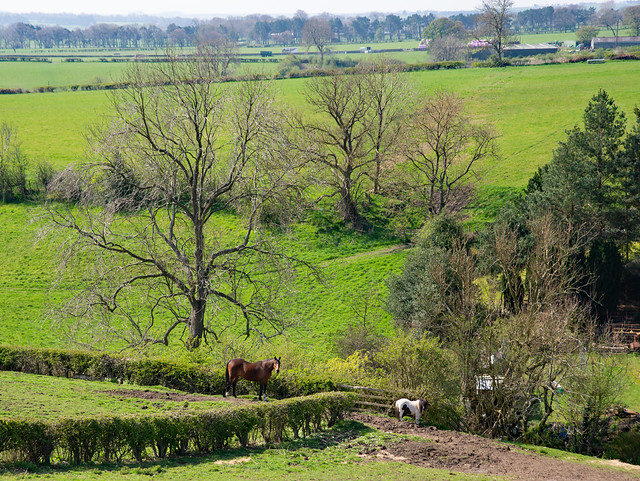 Horses In The Landscape