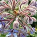 Borage with a bee