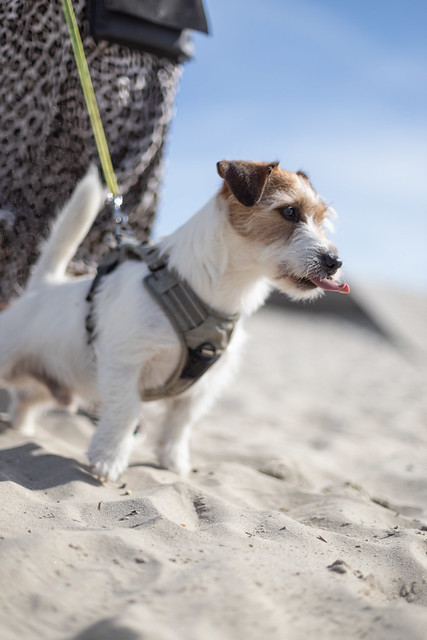 Jack Russell on the Beach
