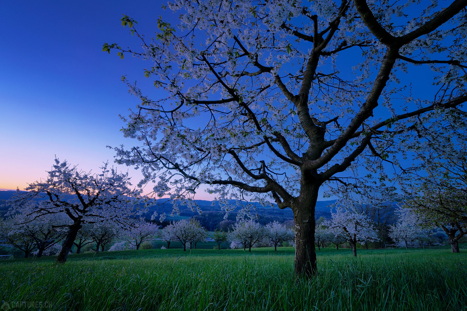 Cherry tree in the dawn - Nuglar