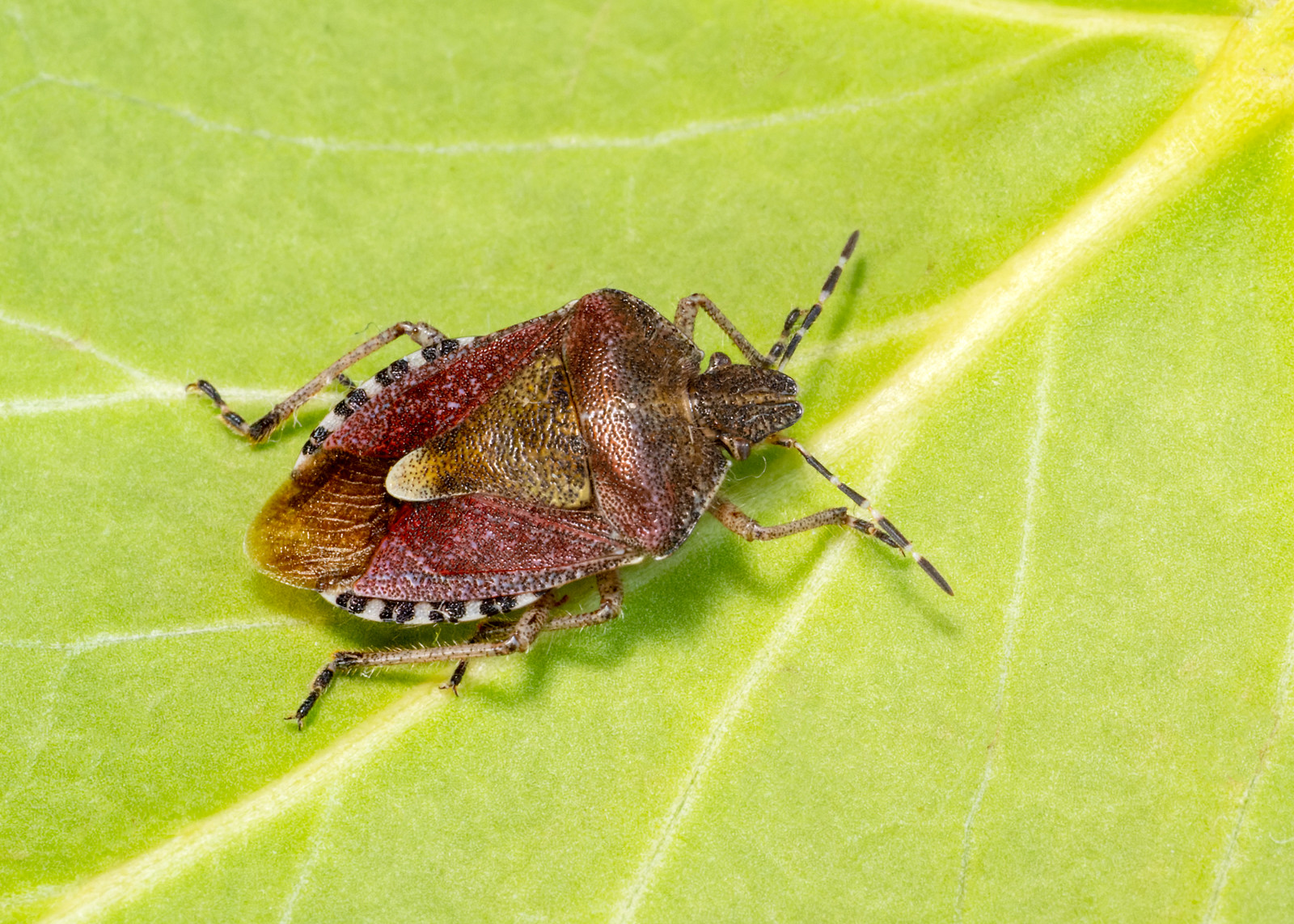 Dolycoris baccarum - Hairy Shieldbug