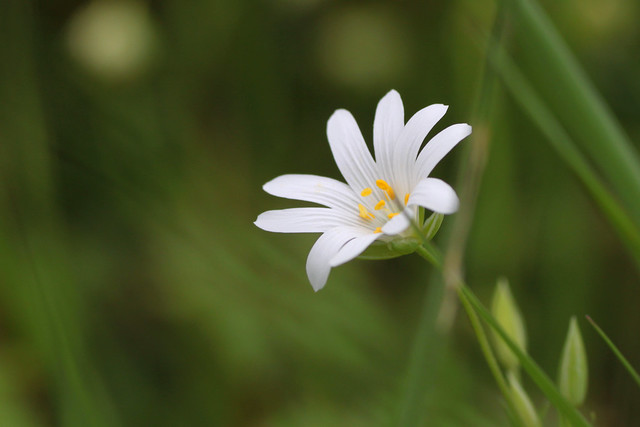 Delicate woodland flower