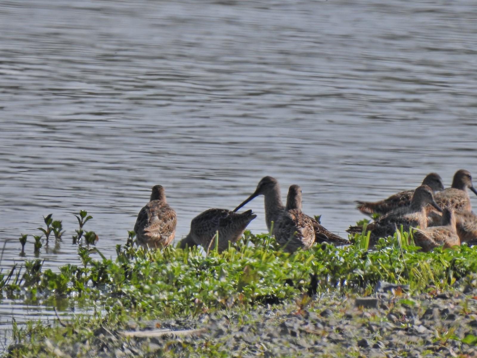 Long billed dowitchers?