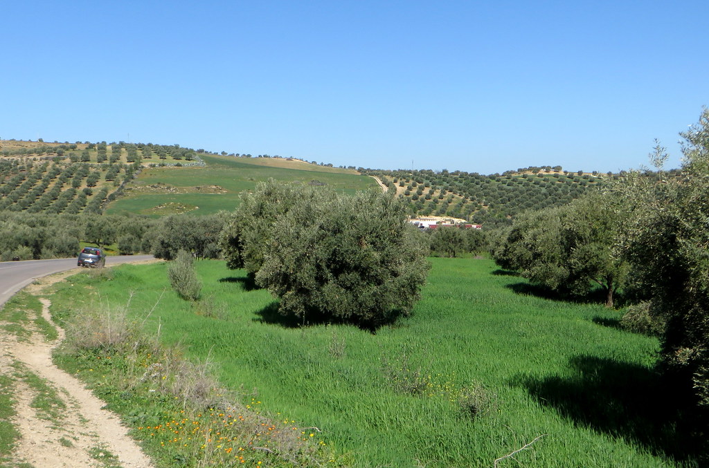 Le blé sous les oliviers, entre Fès et Meknès, région de Fès-Meknès, Maroc.