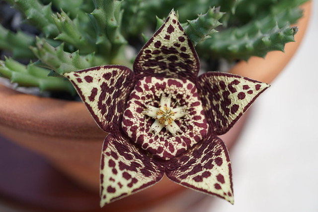 The Star Flower  /  Orbea variegata (L.) Haw. at home.