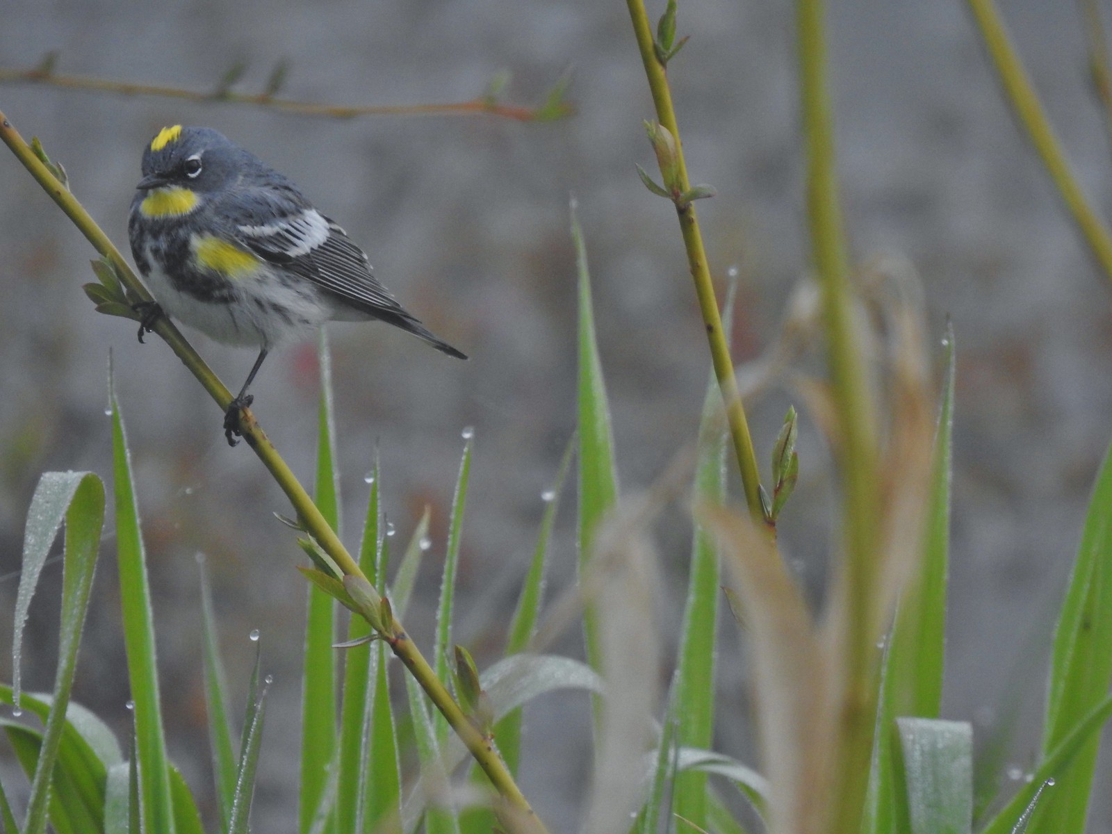 Yellow-rumped warbler (Audubon's)
