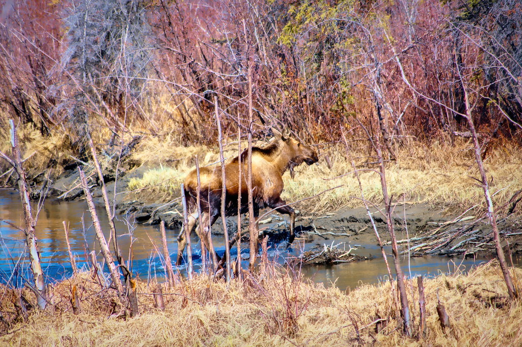 Away she goes - Alaskan Cow Moose
