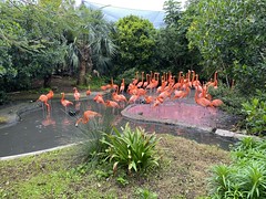 Flamingoes in Bermuda