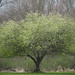 spring tree at the edge of the woods