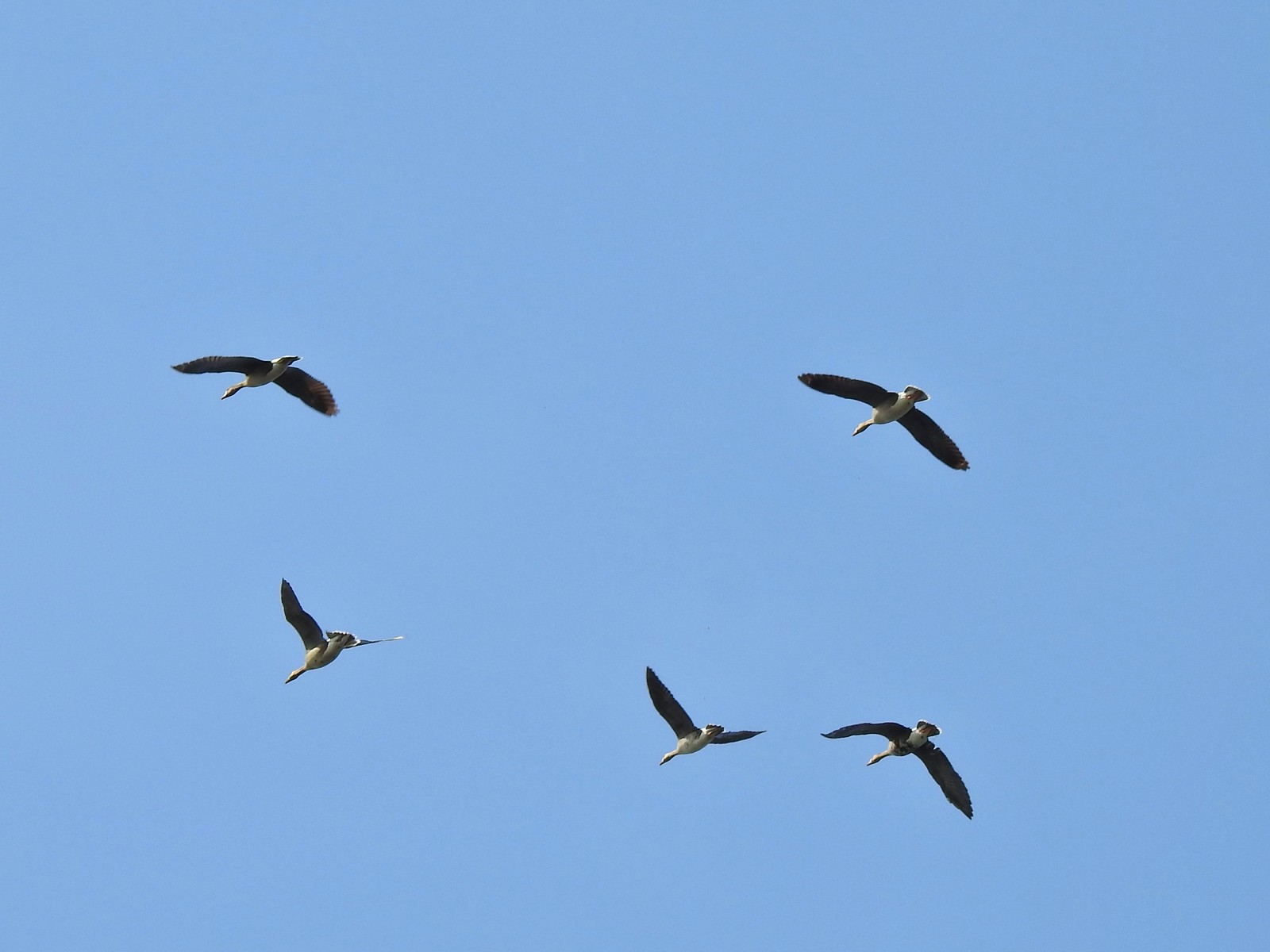White -fronted geese