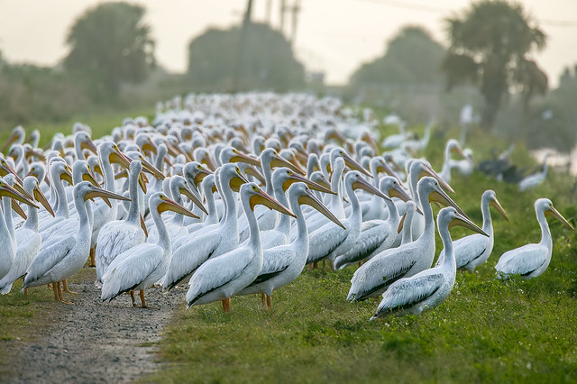 3H8A5469-White Pelican's wintering in warm climate