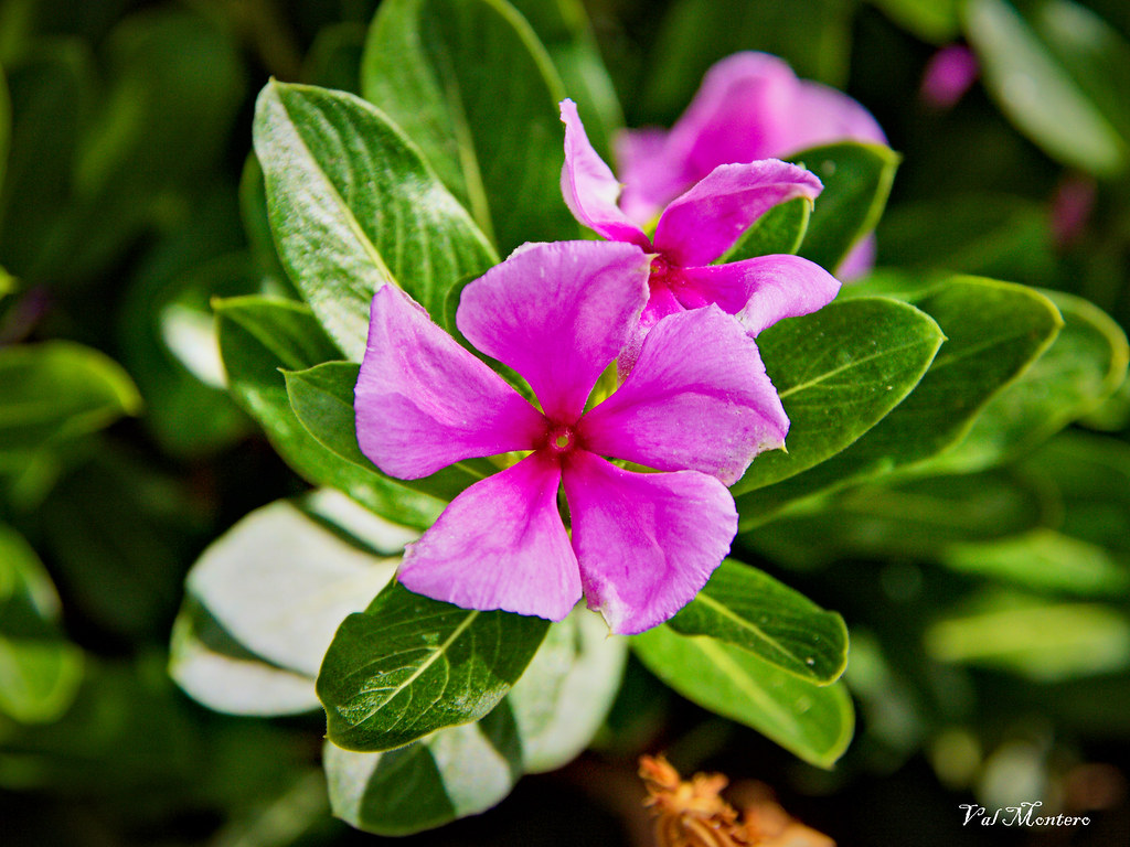 Catharanthus roseus | *¡Muchas gracias por sus visitas, favo… | Flickr