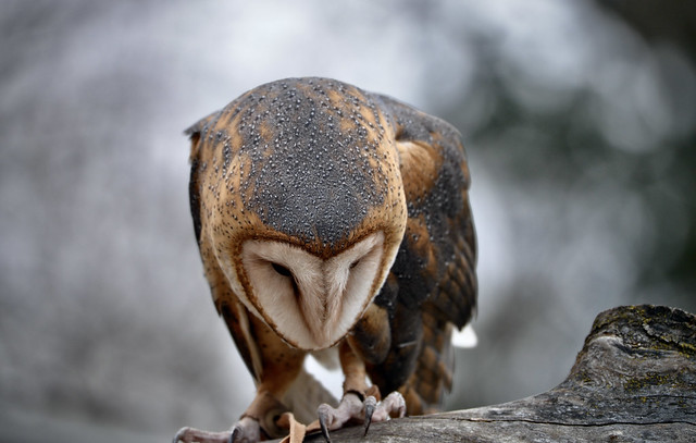 Barn Owl - Tyto alba - Stillman Nature Center - South Barrington IL